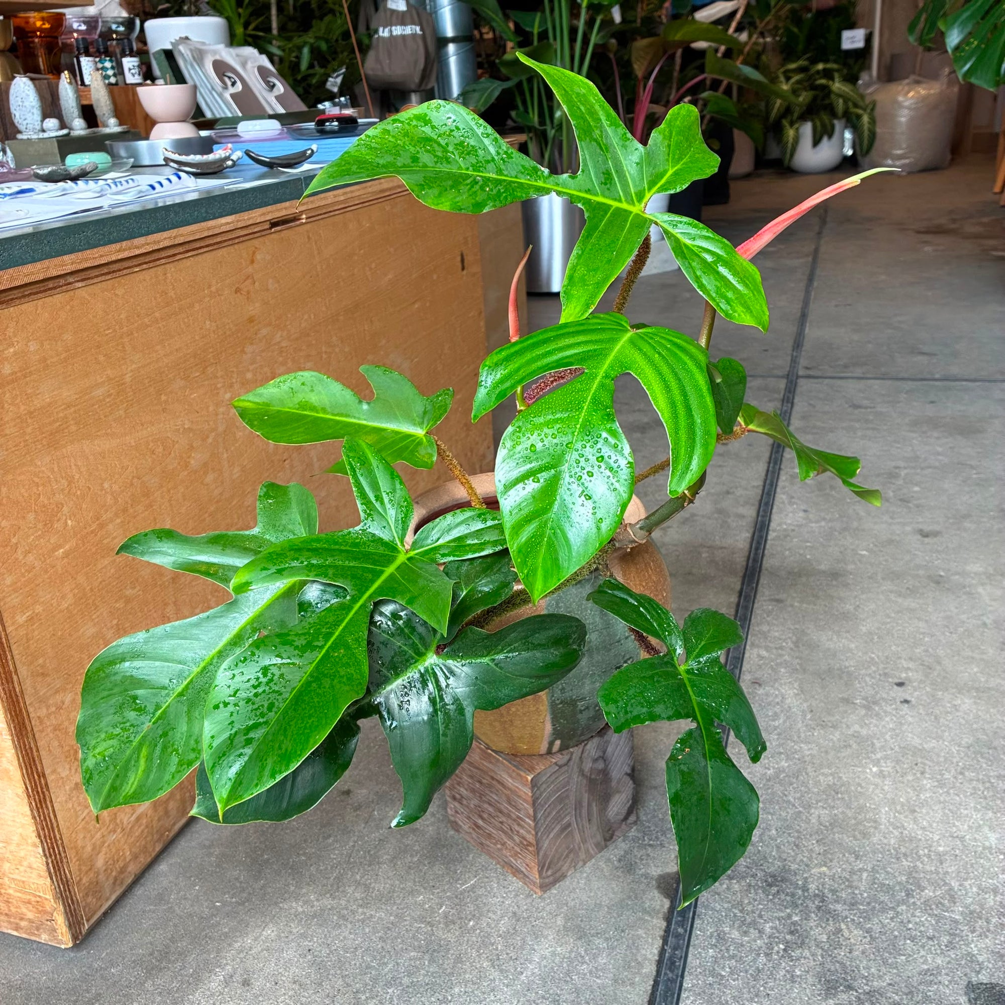 Philodendron 'Squamiferum' フィロデンドロン スクアミフェルム Size 5