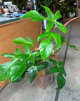 Philodendron 'Squamiferum' フィロデンドロン スクアミフェルム Size 5