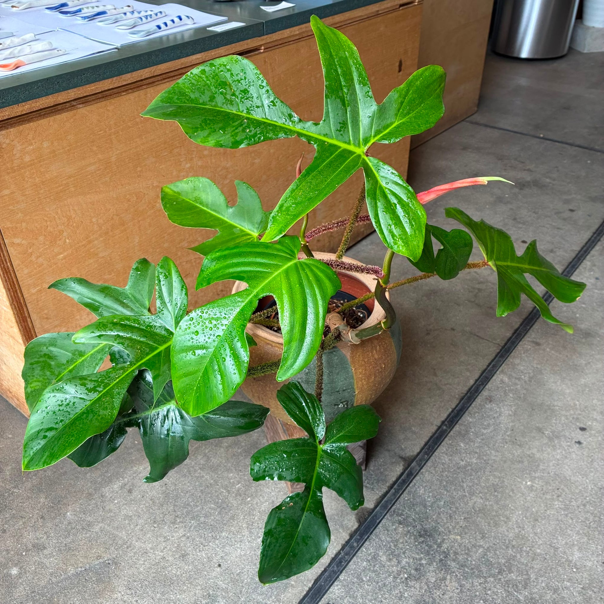 Philodendron 'Squamiferum' フィロデンドロン スクアミフェルム Size 5