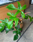 Philodendron 'Squamiferum' フィロデンドロン スクアミフェルム Size 5
