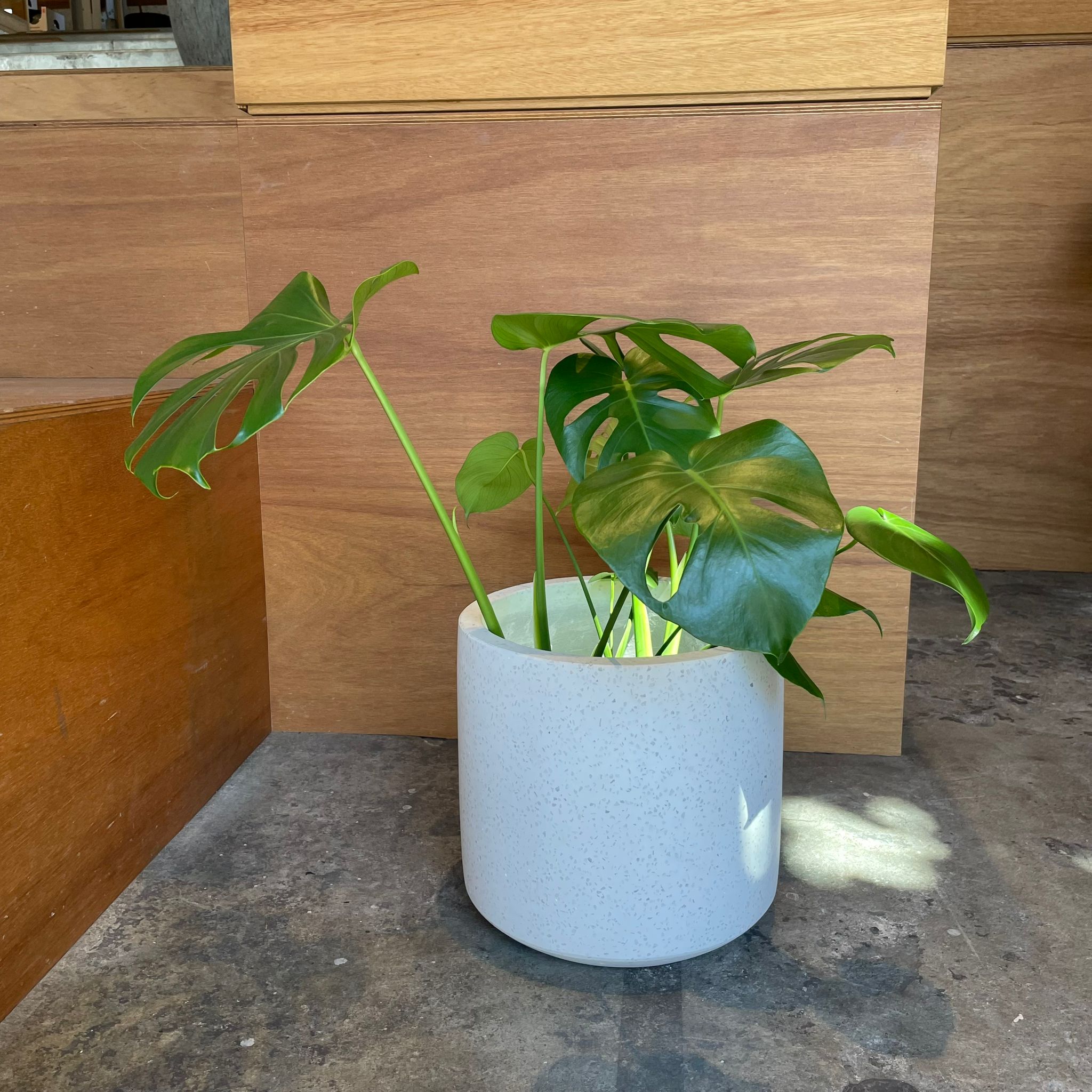 シャドウプランター I 大きな植木鉢 I プラントソサエティ