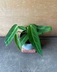 Queen Anthurium アンスリウム アロクエワナム