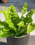 Asplenium antiquum アスプレニウム・タニワタリ