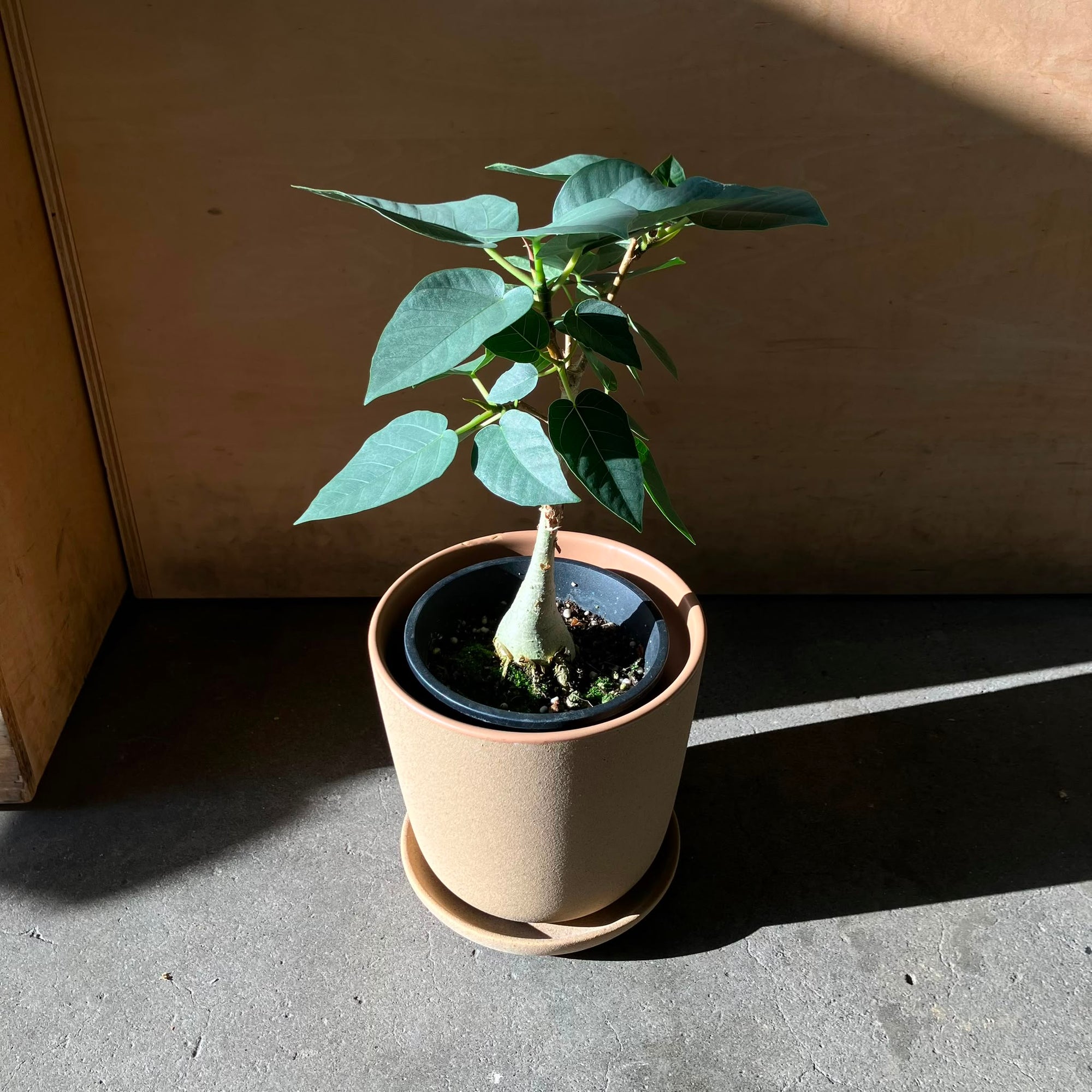 Ficus Palmeri フィカス パルメリー Size 4