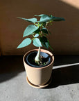 Ficus Palmeri フィカス パルメリー Size 4