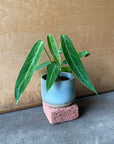 Queen Anthurium アンスリウム アロクエワナム