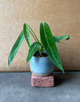 Queen Anthurium アンスリウム アロクエワナム