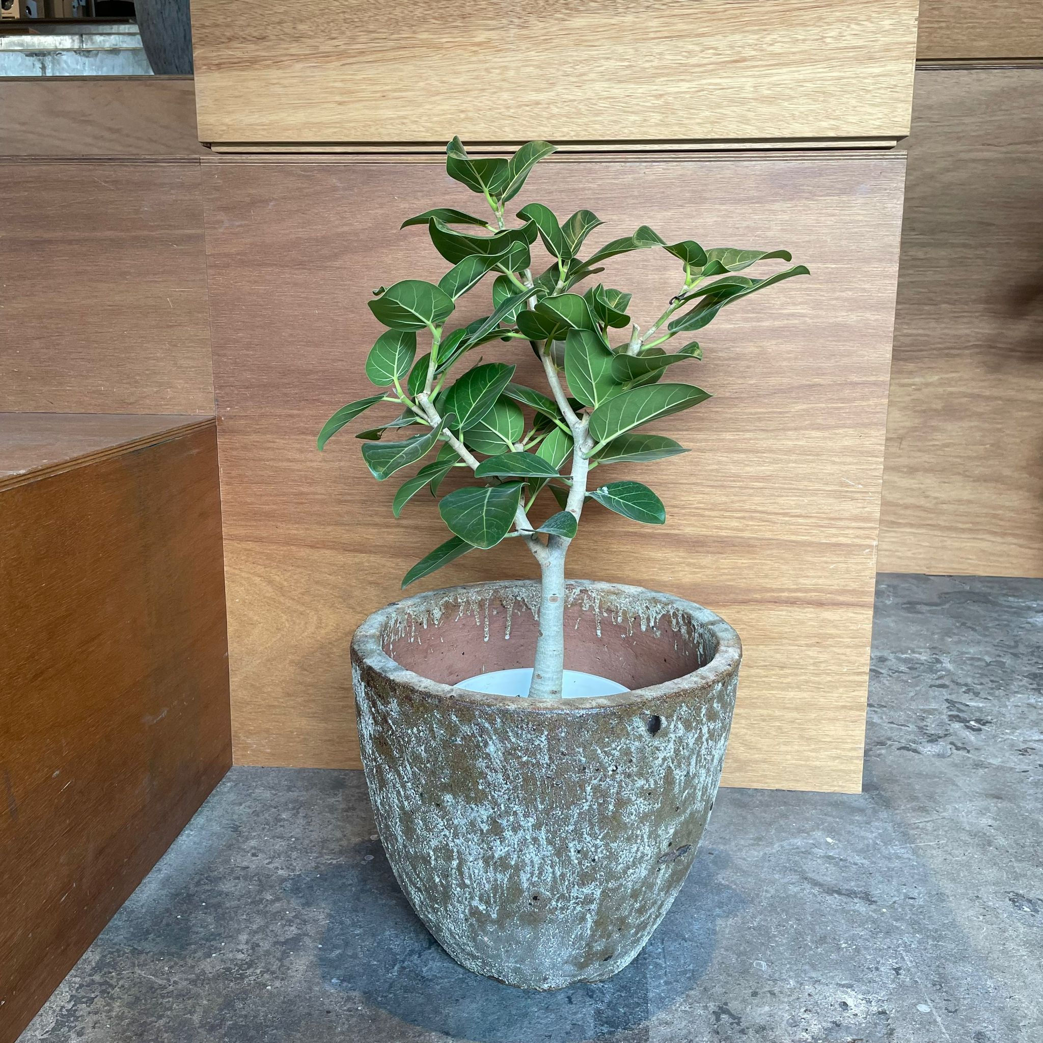 一期一会モダン 一本立ちおしゃれなベンガルンシス フィカス Ficus Audrey (Ficus benghalensis) フィカス ベンガレンシス I