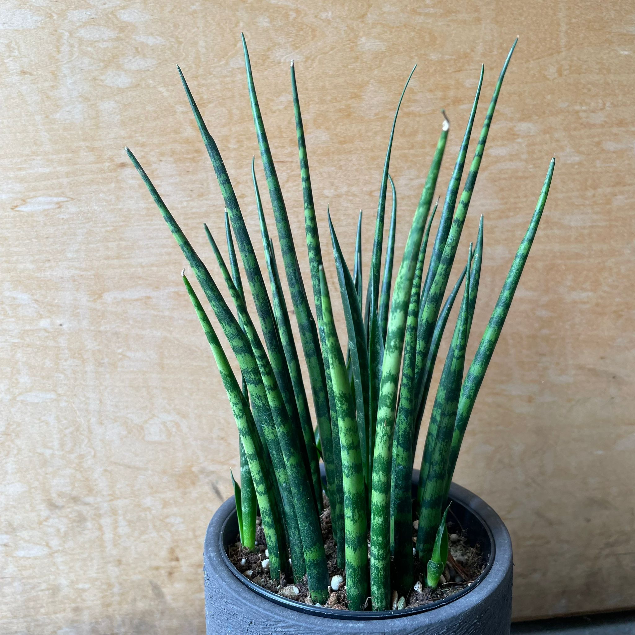 サンスベリア エチオピカ ブルー サンセベリア・エチオピカ (Sansevieria aethiopica)