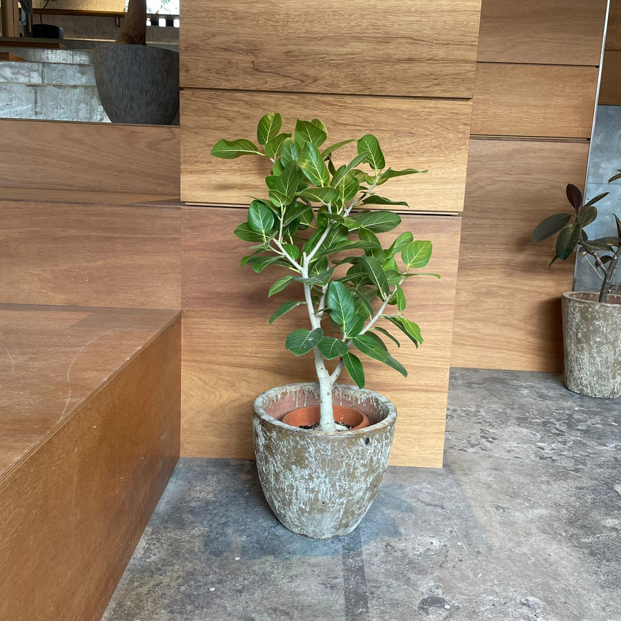 Ficus Audrey (Ficus benghalensis) フィカス  ベンガレンシス