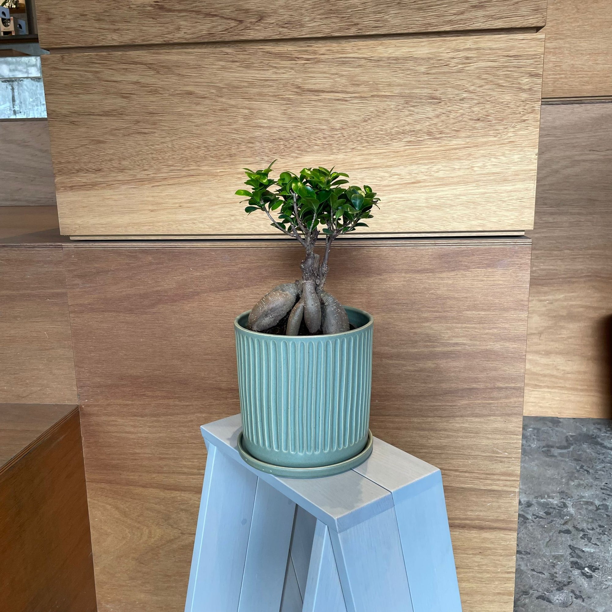Ficus microcarpa ガジュマル