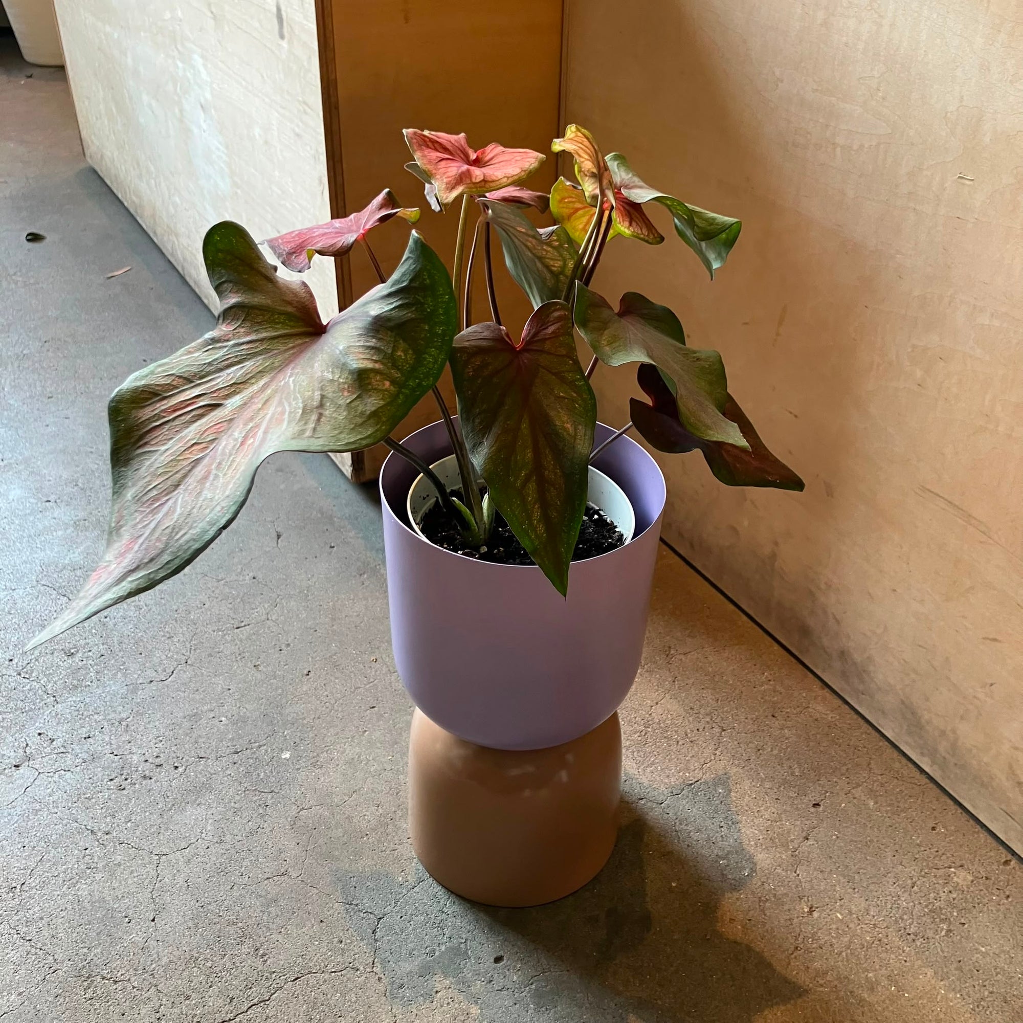 Caladium Assorted カラジウム アソート