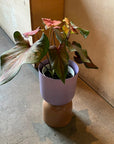 Caladium Assorted カラジウム アソート