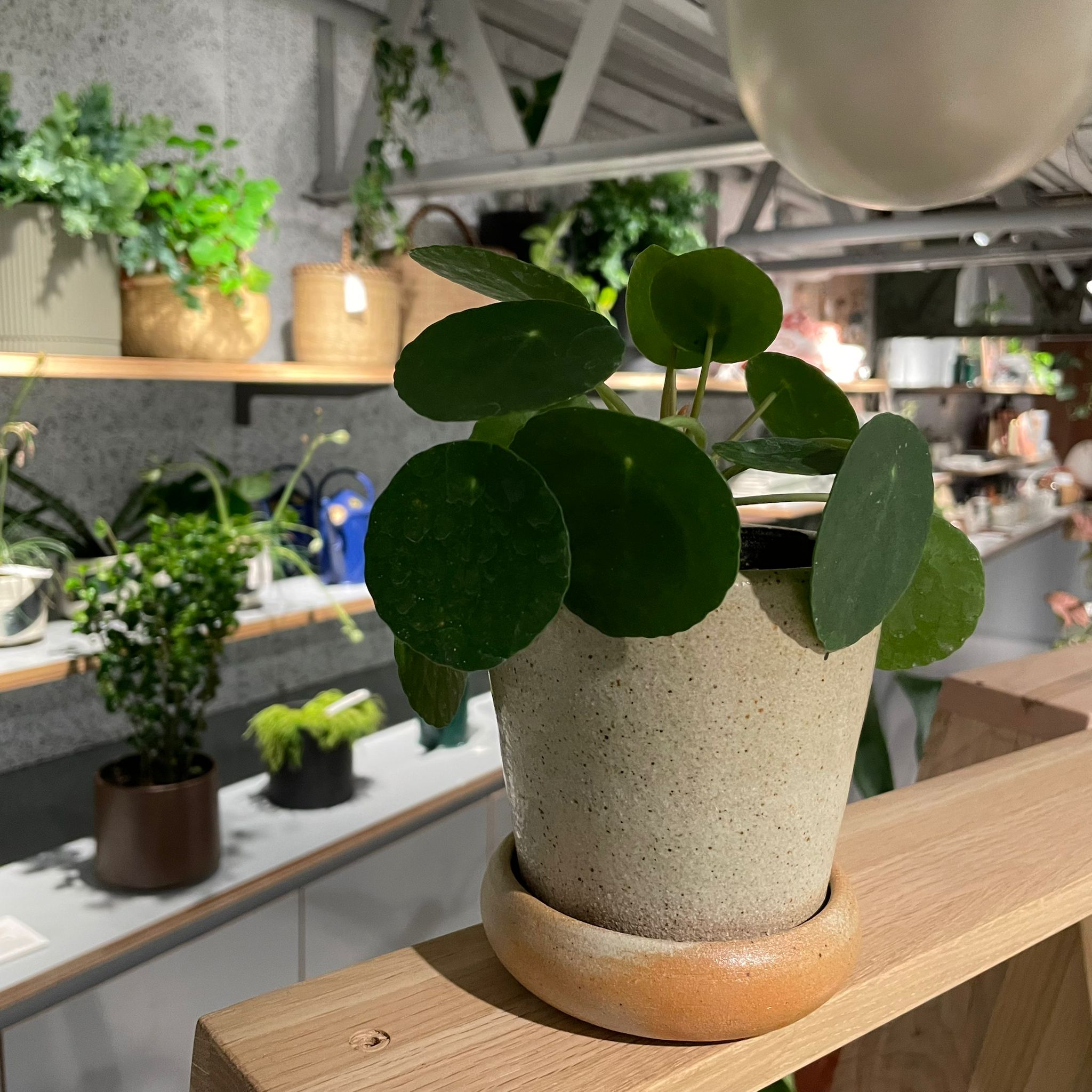 Pilea Peperomioides/Chinese Money Plant ピレア・ペペロミオイデス I