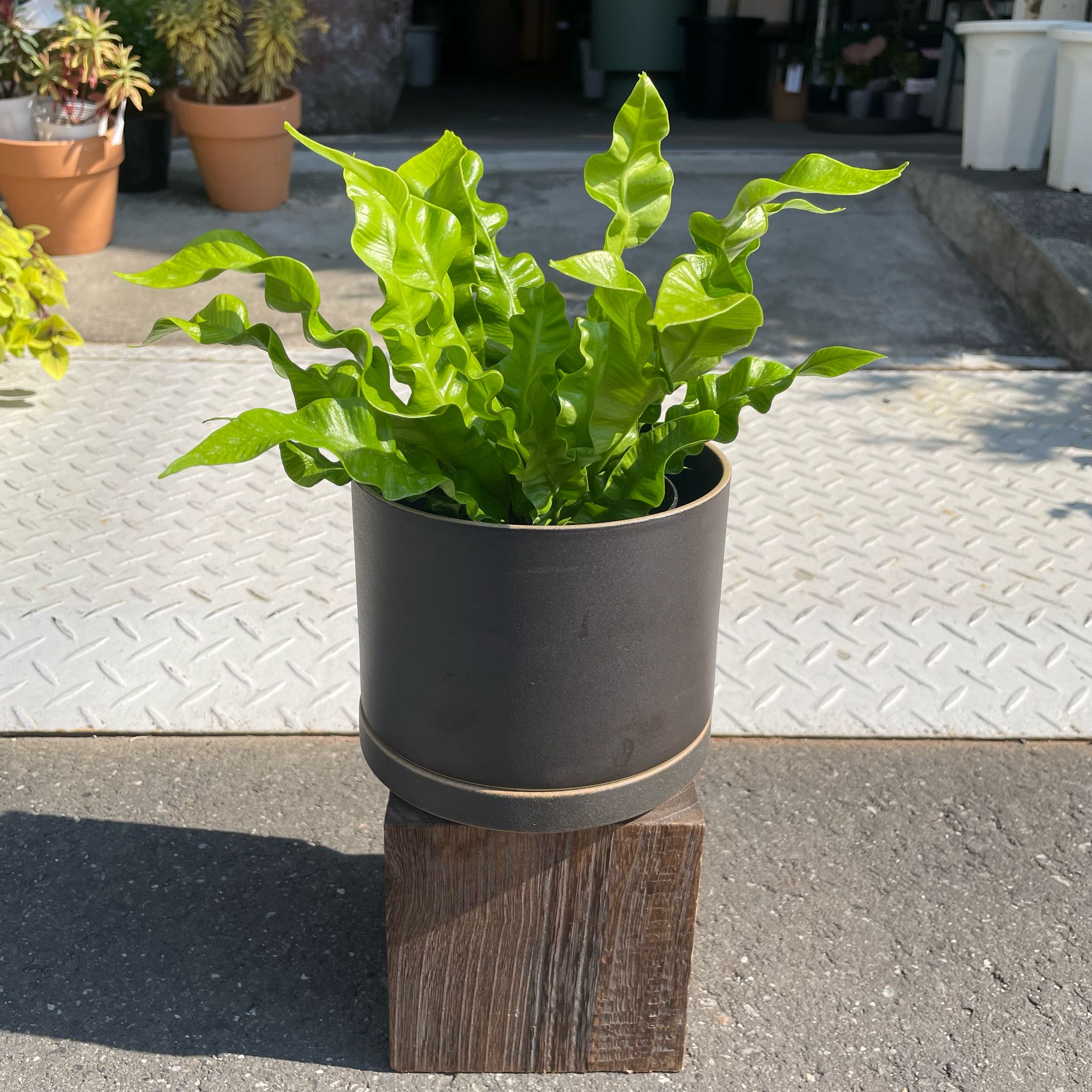 アスプレニウム・タニワタリ I インドアプランツ I プラントソサエティ