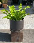 Asplenium antiquum アスプレニウム・タニワタリ