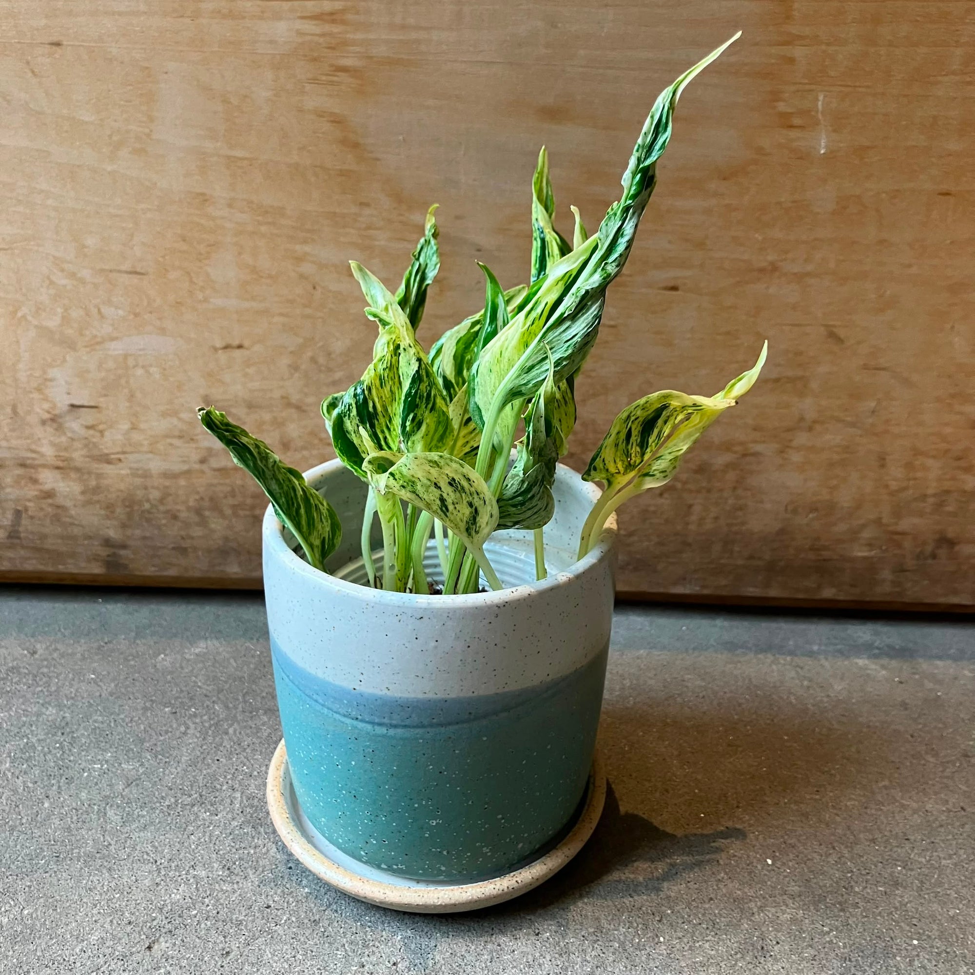 Pothos ポトス テルノラブソング Size 3