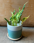 Pothos ポトス テルノラブソング Size 3