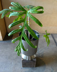 Alocasia 'Brancifolia' アロカシア ブランキフォリア