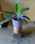 Aglaonema 'Snow White' アグラオネマ 'スノーホワイト'