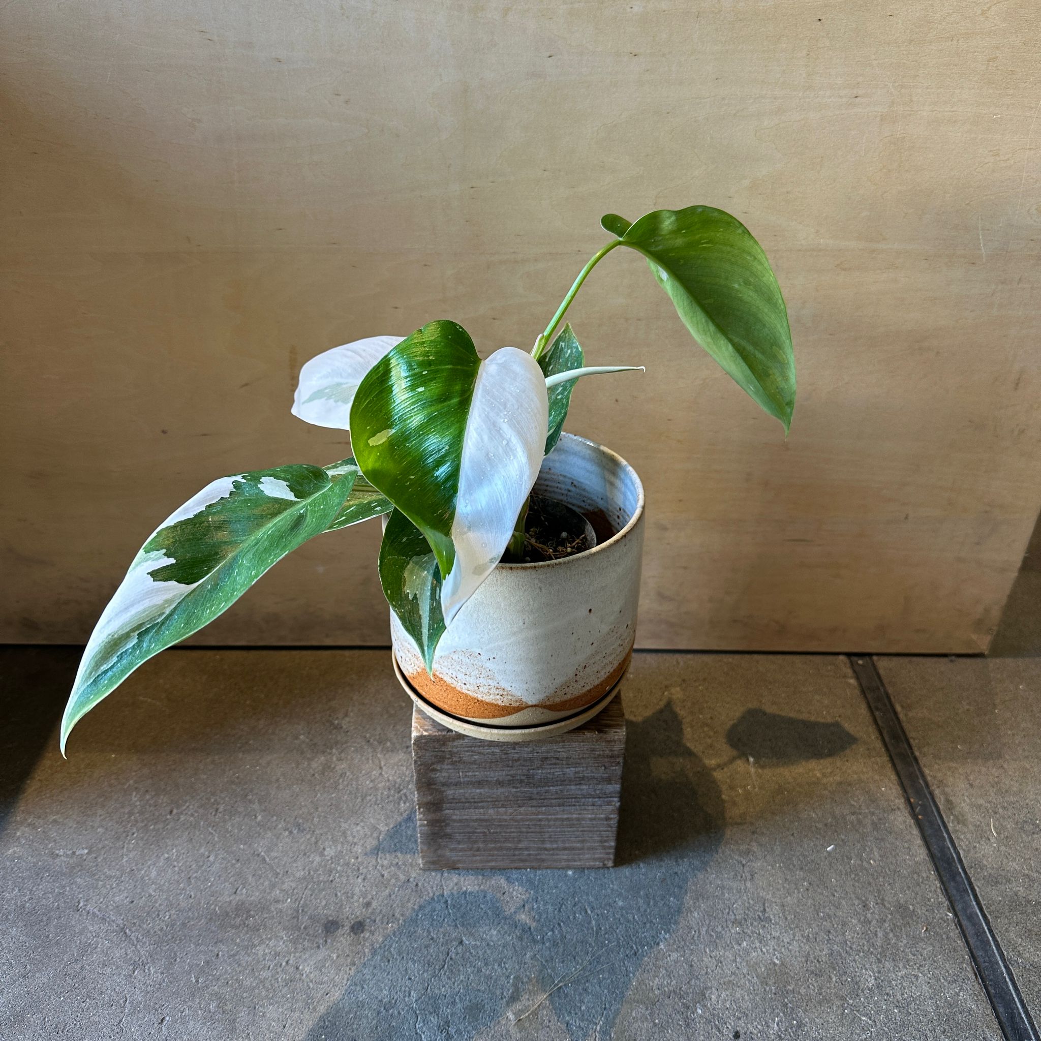 新入荷商品 New In – THE PLANT SOCIETY TOKYO