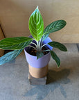 Aglaonema 'Snow White' アグラオネマ 'スノーホワイト'