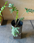 Alocasia 'Brancifolia' アロカシア ブランキフォリア