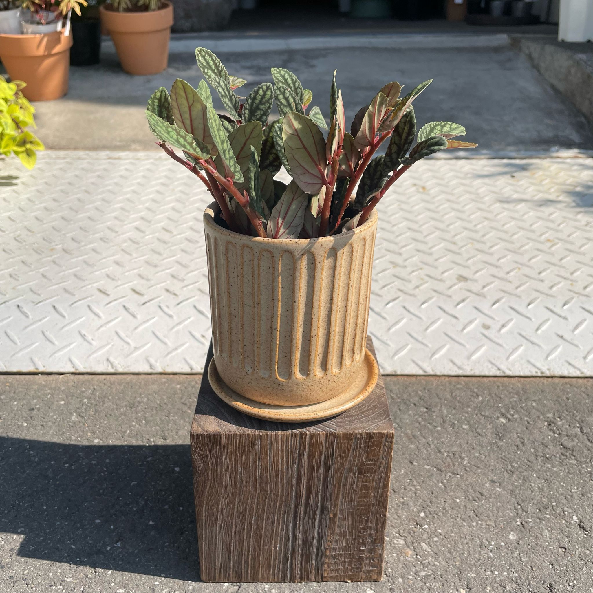 ペリオネア プルクラ I インドアプランツ I プラントソサエティ