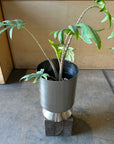Alocasia 'Brancifolia' アロカシア ブランキフォリア