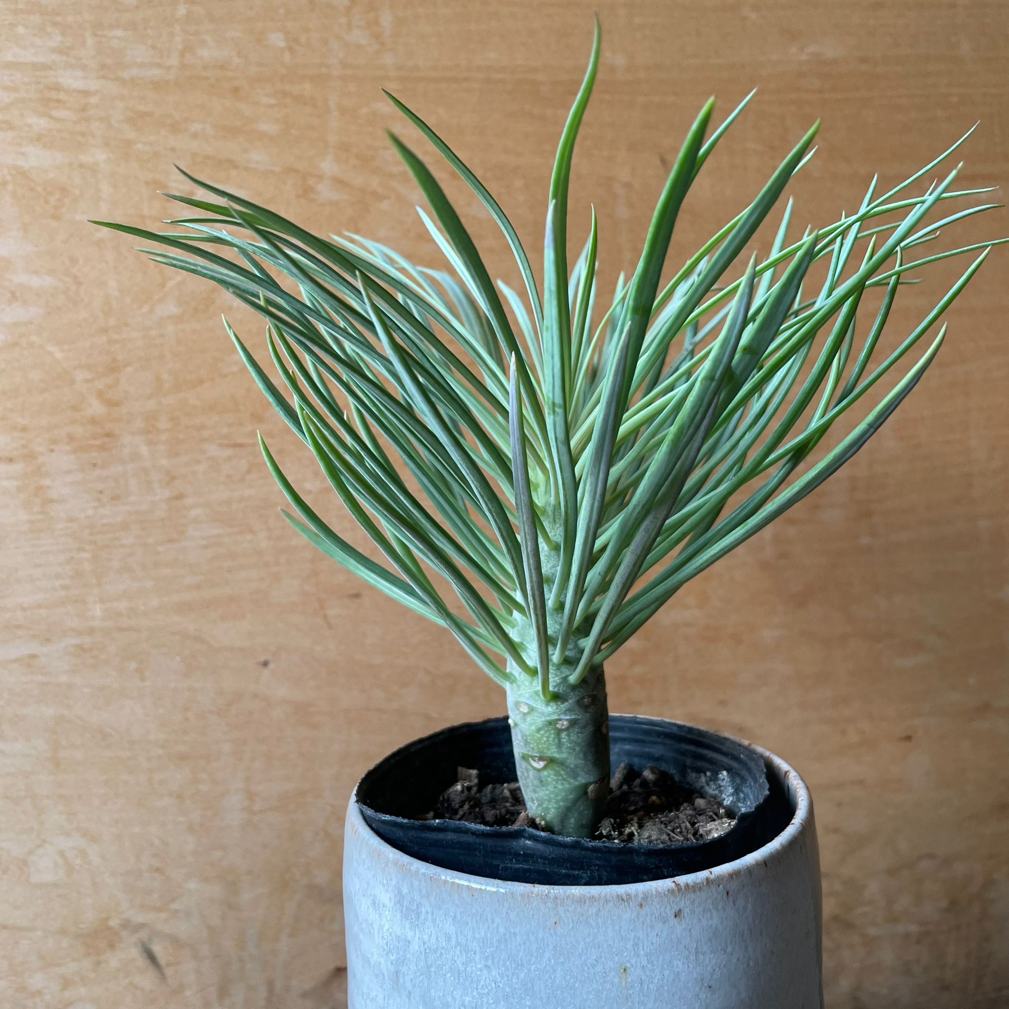 Plants プランツ I 植物インドアプランツ一覧 I プラントソサエティ