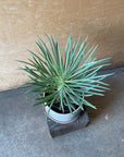 Kleinia Neriifolia クレイニア・ネリイフォリア