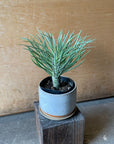 Kleinia Neriifolia クレイニア・ネリイフォリア