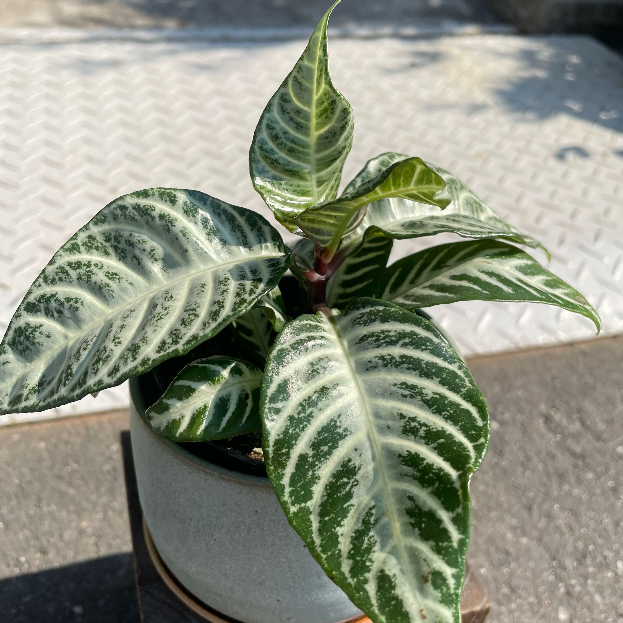 ThePlantSociety_47.jpg?v=