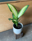 Dieffenbachia 'Camille' ディフェンバキア カミーラ