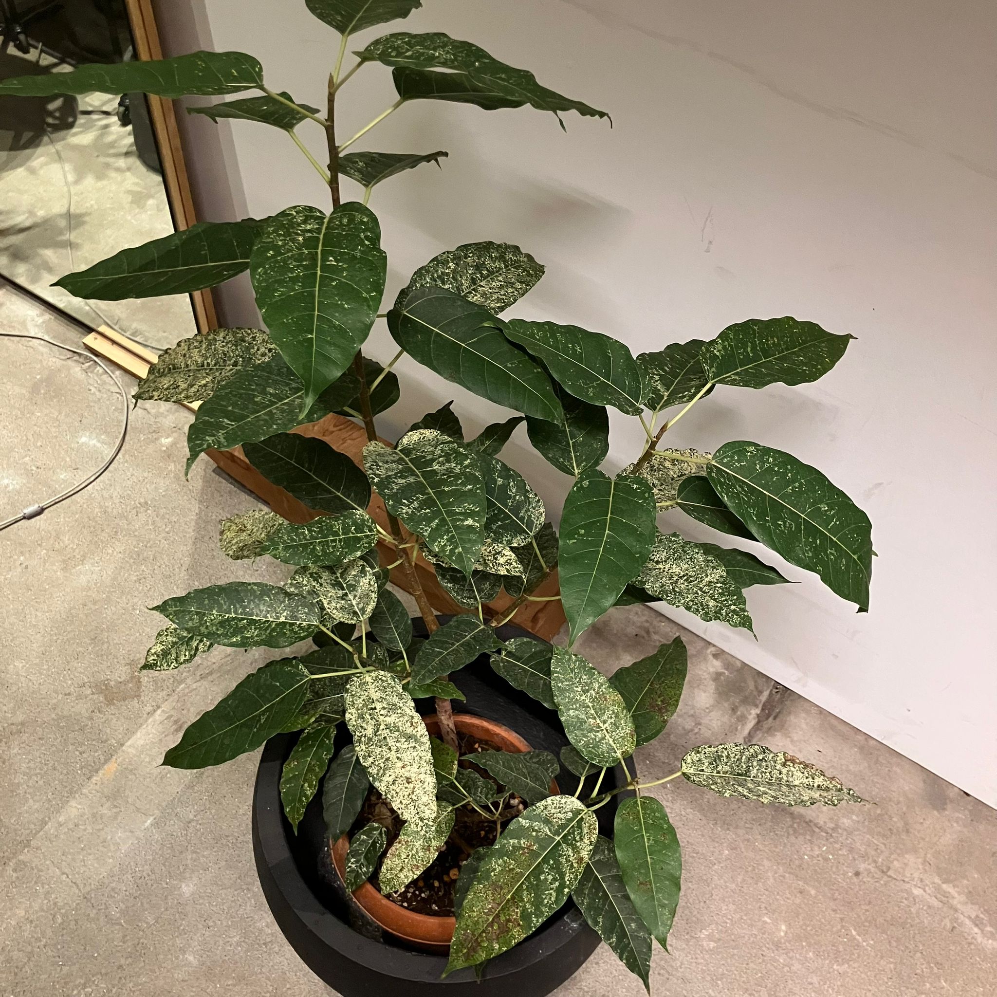 Ficus 'Snowstorm' フィカス スノーストーム I インドアプランツ I