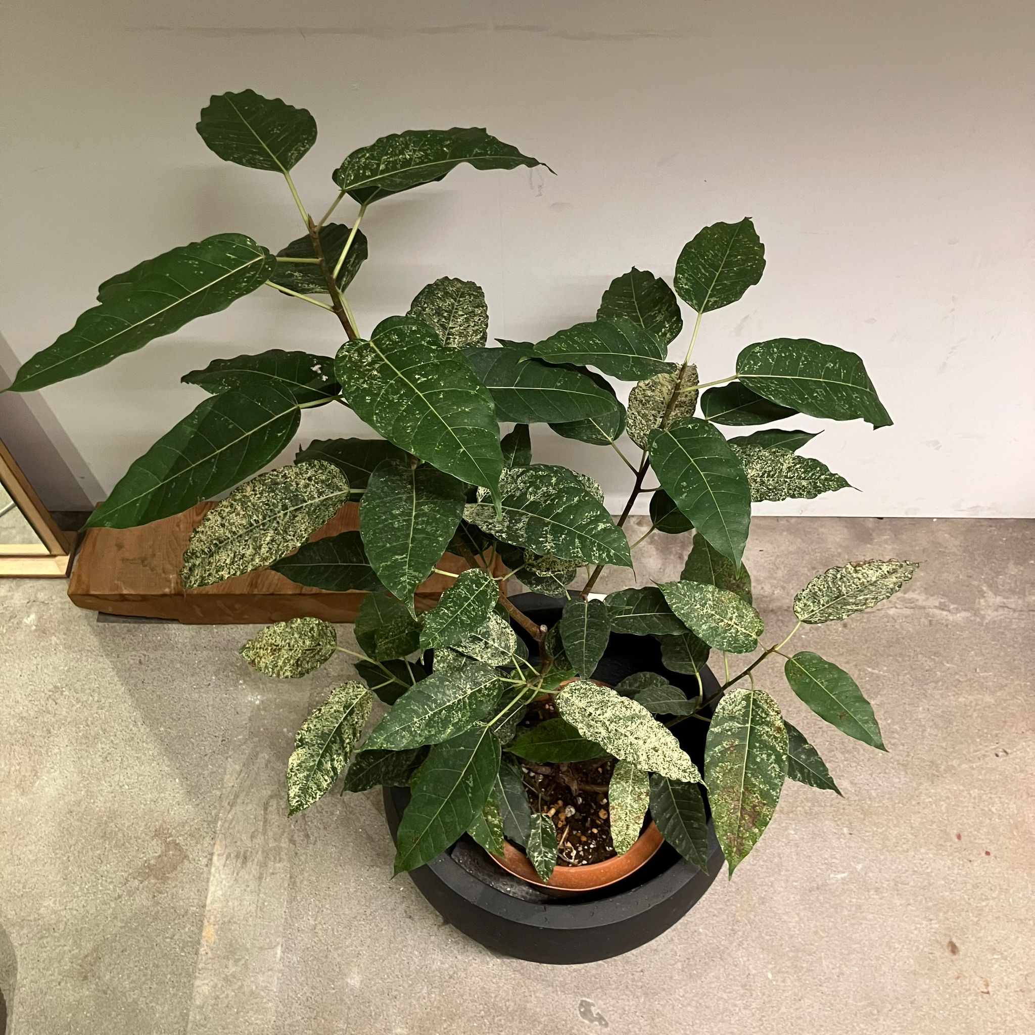 Ficus 'Snowstorm' フィカス スノーストーム I インドアプランツ I