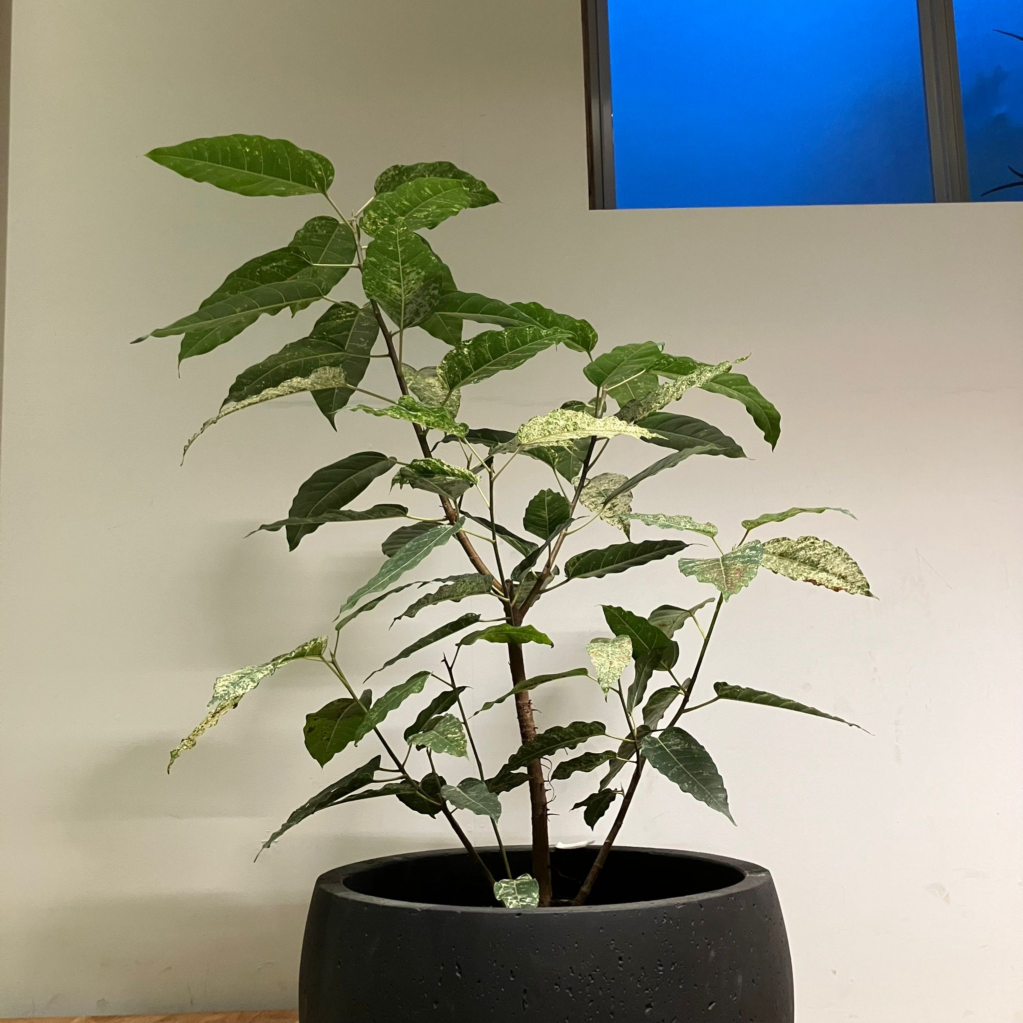 Ficus 'Snowstorm' フィカス スノーストーム I インドアプランツ I