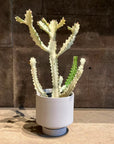 Euphorbia Lactea 'White Ghost' ユーフォルビア・ホワイトゴースト Size 4