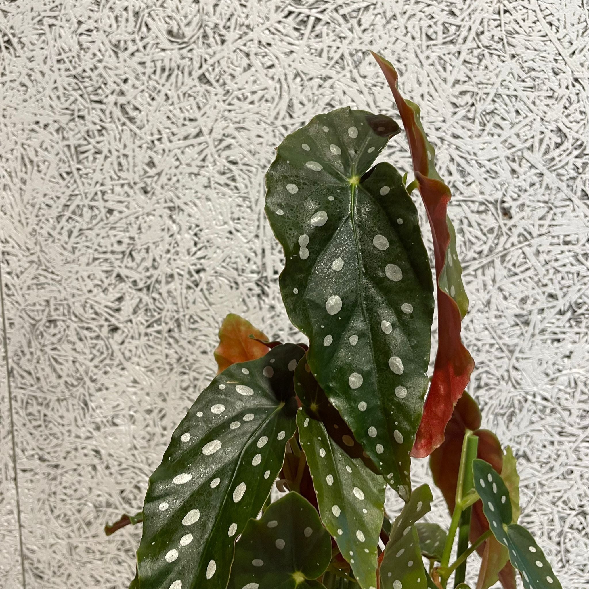 ベゴニア マクラータ I インドアプランツ I プラントソサエティ