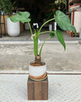 Alocasia Elephant Ear クワズイモ