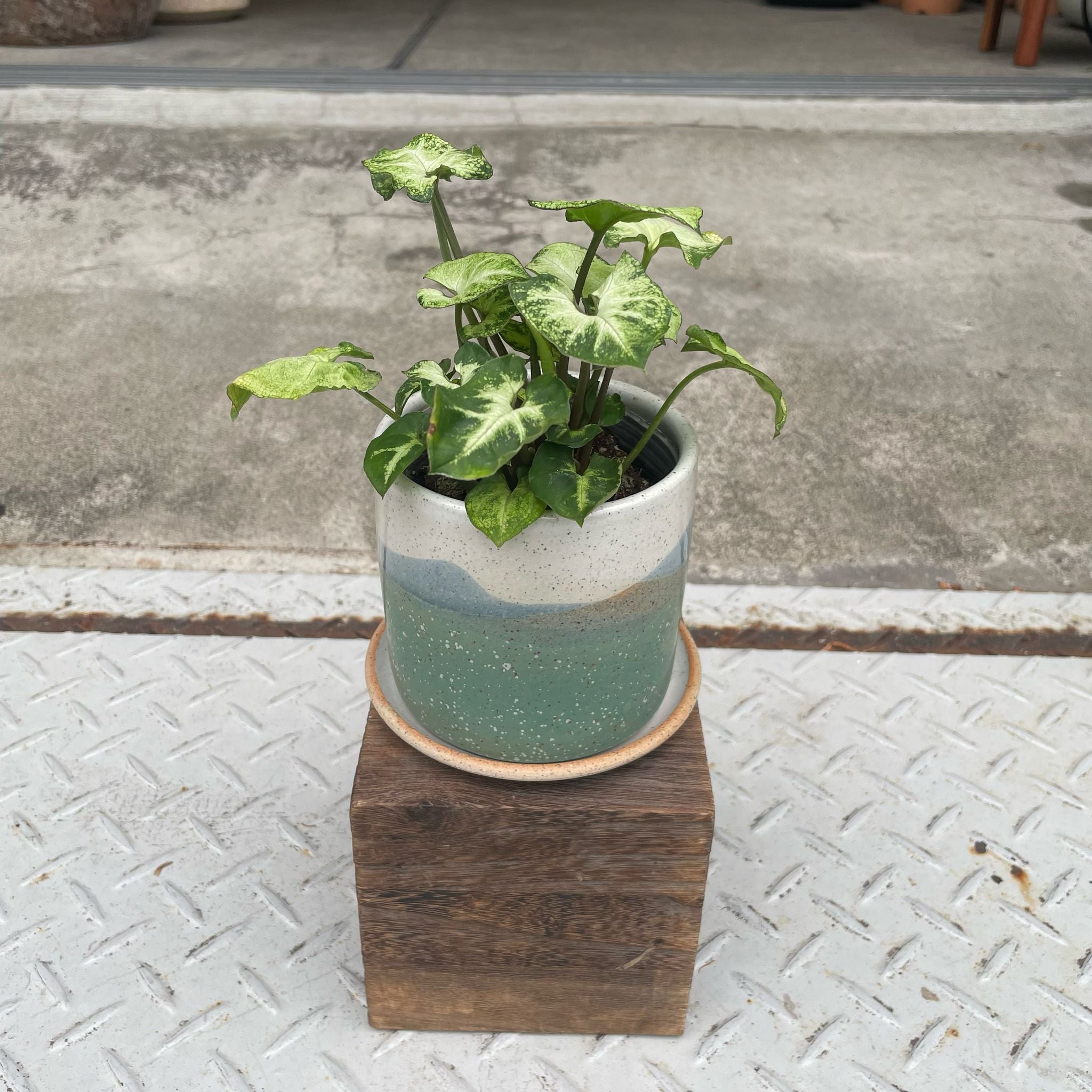 ThePlantSociety_5.jpg?v=