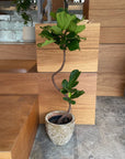 Fiddle Leaf Fig フィドル リーフ フィグ (カシワバゴムノキ)
