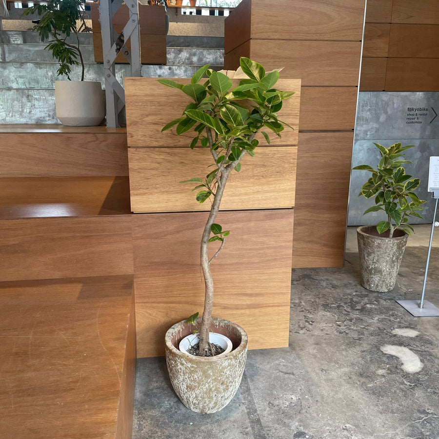 Ficus Altissima フィカス アルテシーマ