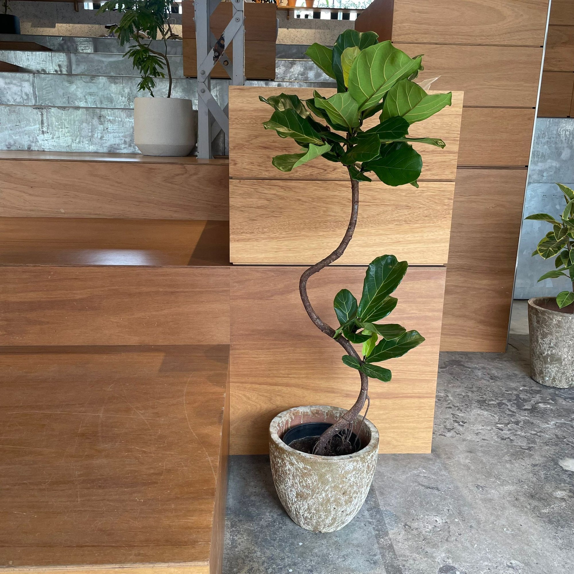 Fiddle Leaf Fig フィドル リーフ フィグ (カシワバゴムノキ)