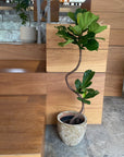 Fiddle Leaf Fig フィドル リーフ フィグ (カシワバゴムノキ)