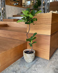 Fiddle Leaf Fig フィドル リーフ フィグ (カシワバゴムノキ)
