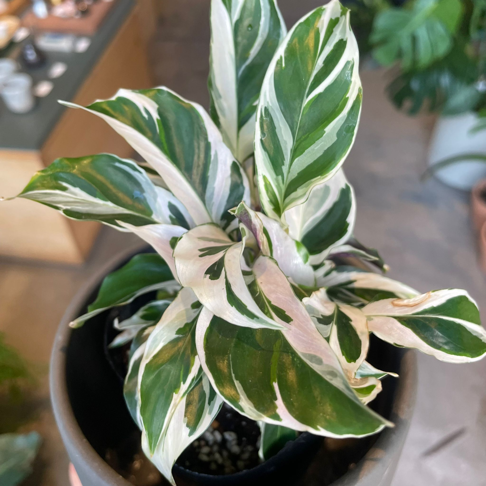 カラテア ホワイトフュージョン カラテア ホワイトフュージョン I インドアプランツ I プラント