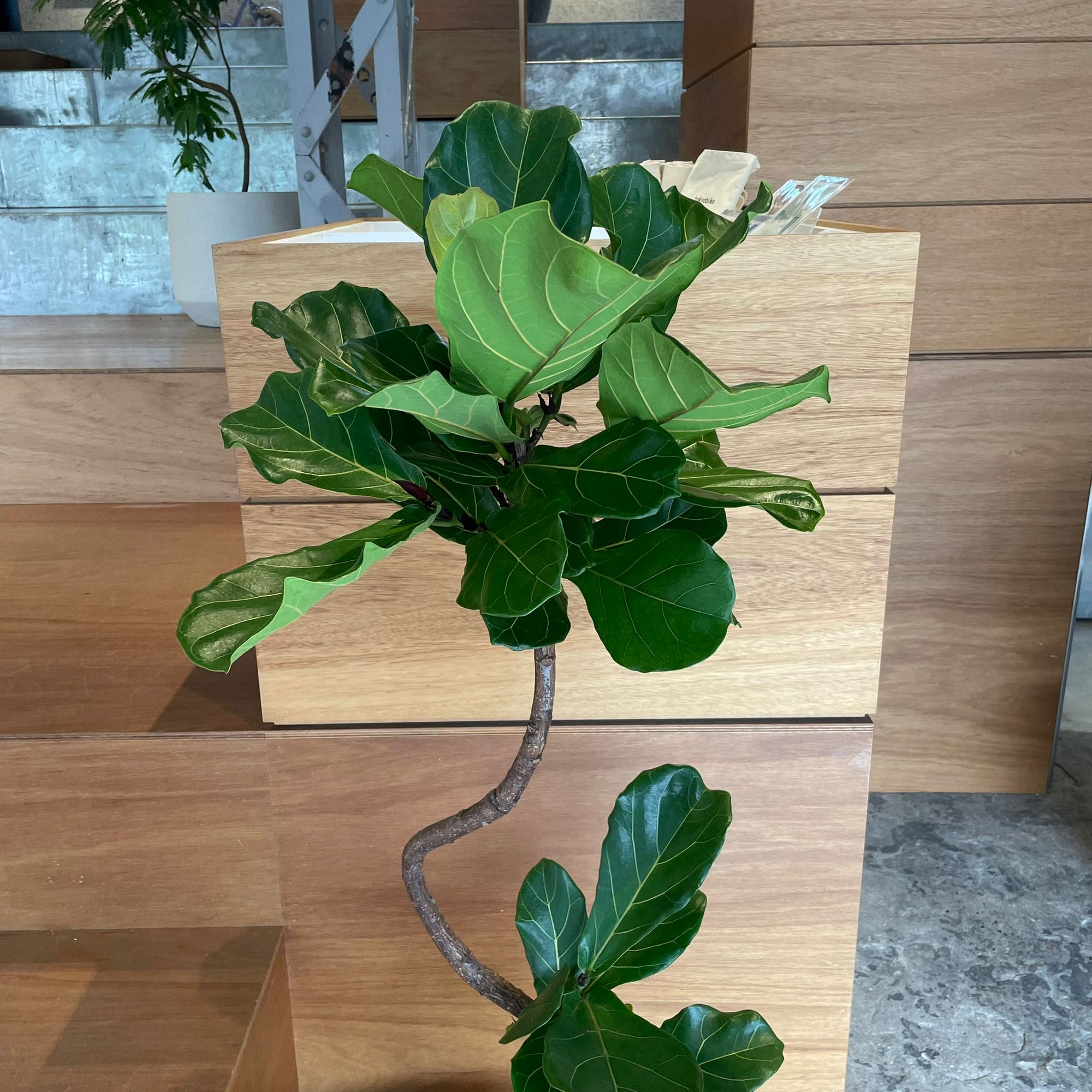 Fiddle Leaf Fig フィドル リーフ フィグ (カシワバゴムノキ)