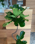 Fiddle Leaf Fig フィドル リーフ フィグ (カシワバゴムノキ)