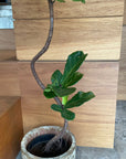 Fiddle Leaf Fig フィドル リーフ フィグ (カシワバゴムノキ)